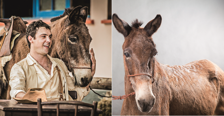 conheca-o-burro-juca,-o-policarpo-de-‘eta-mundo-bom!’