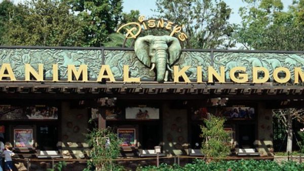 destino-de-ferias:-animal-kingdom!