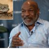 Tendo tropeçado no veneno de sapo mais de 50 vezes, Mike Tyson diz que percebeu: “Somos todos iguais. Tudo é amor. ”